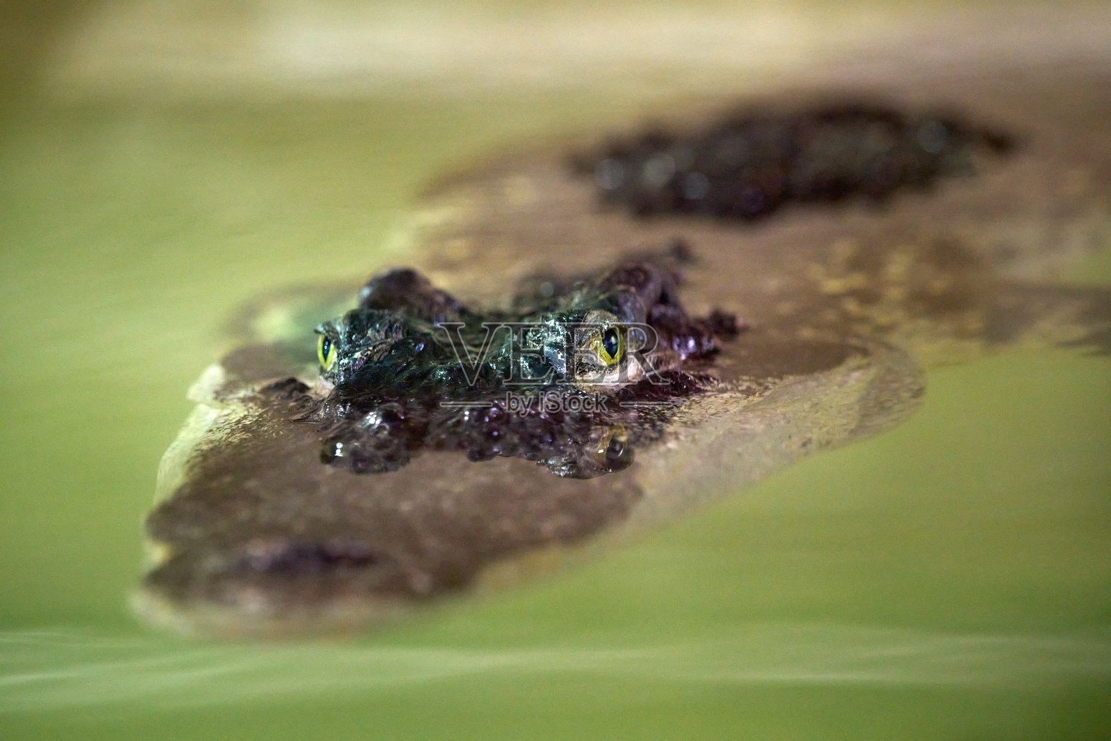 自然环境中，眼神专注的鳄鱼头浮出水面，克罗科迪尔动物园，普罗蒂维茨。照片摄影图片