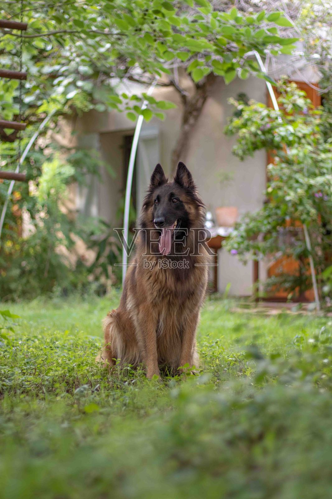 比利时特尔维伦犬坐在草地上照片摄影图片