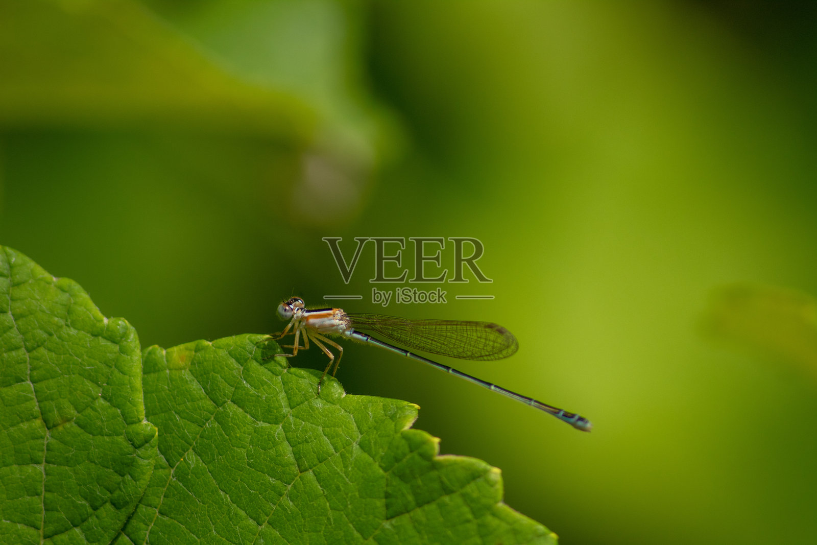 野生动物与自然照片摄影图片