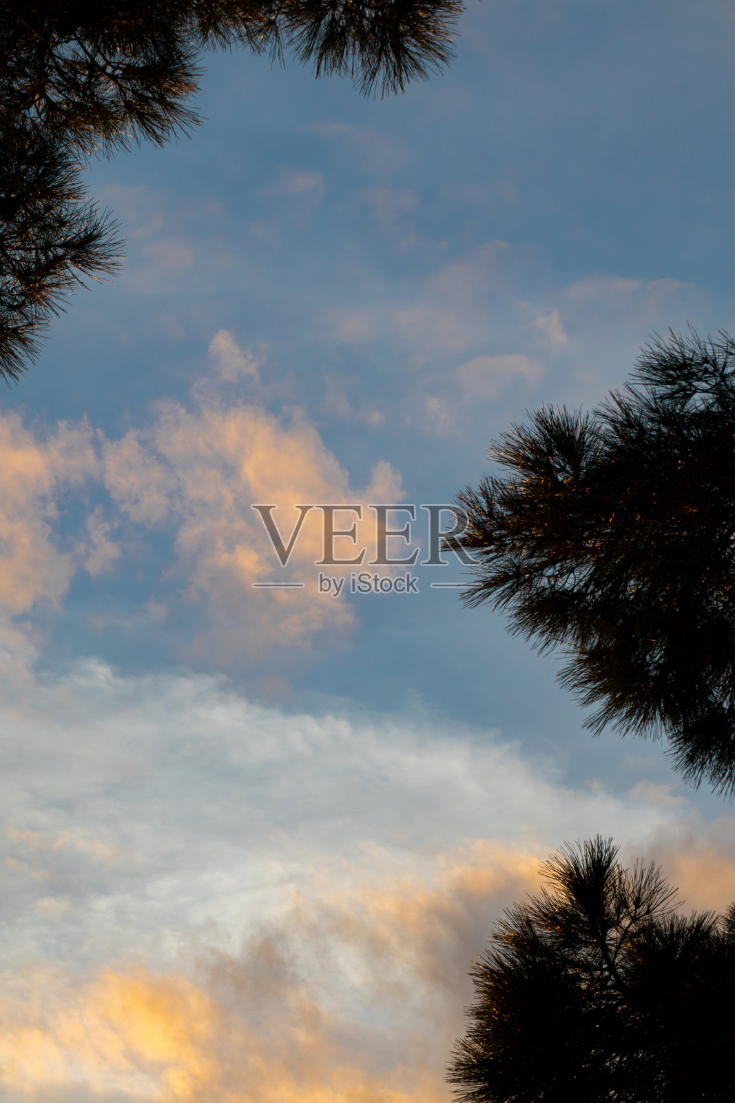 仰望树梢的夕阳天空照片摄影图片