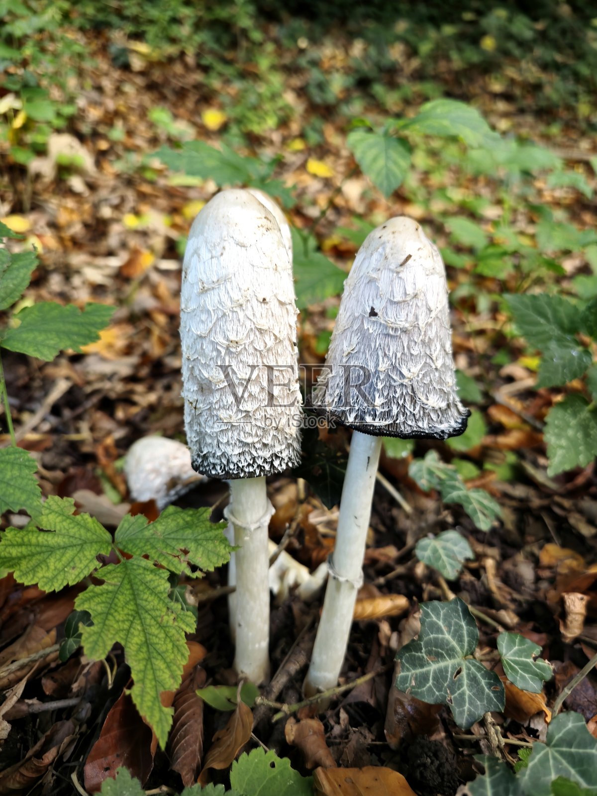 墨水帽蘑菇照片摄影图片