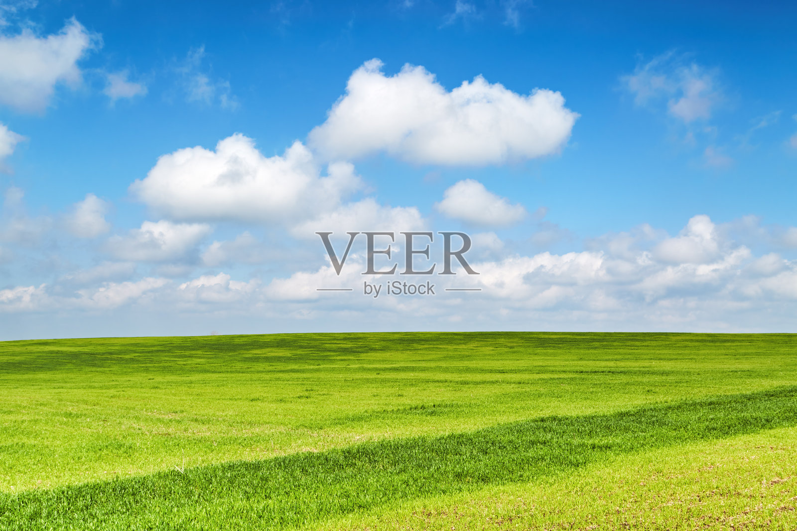 新鲜的绿色田野和蓝天照片摄影图片