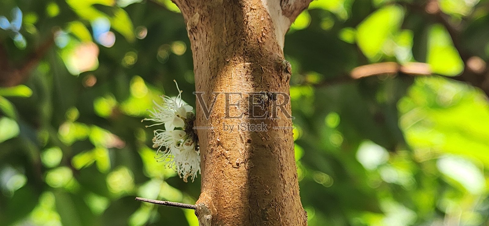 巴布亚果树的花朵大量绽放，与树木的深色树干形成惊艳的视觉对比。几天后，它们枯萎，转而长出小绿果，直到成熟。照片摄影图片