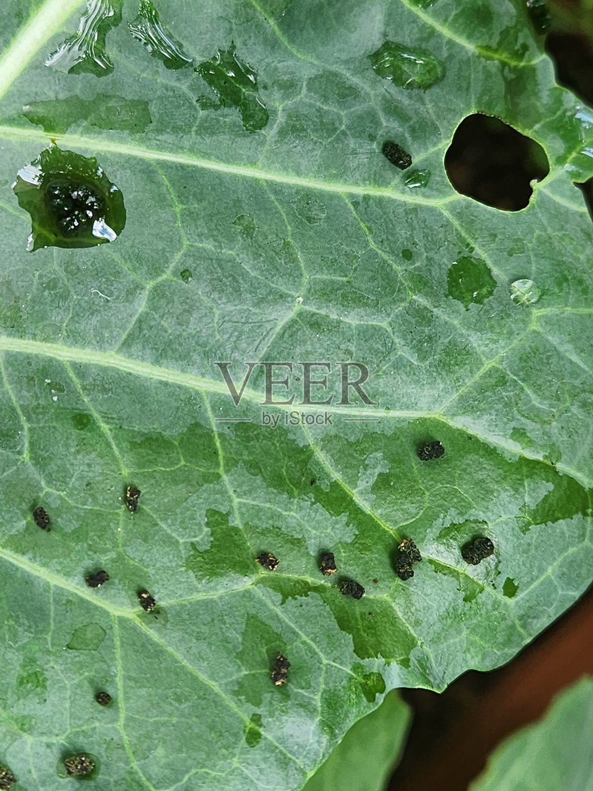 卷心菜白蝶幼虫（Ascia monuste）在卷心菜叶（Brassica oleracea）上爬行，周围积累着它的黑色排泄物，显示出它强烈的进食活动。照片摄影图片