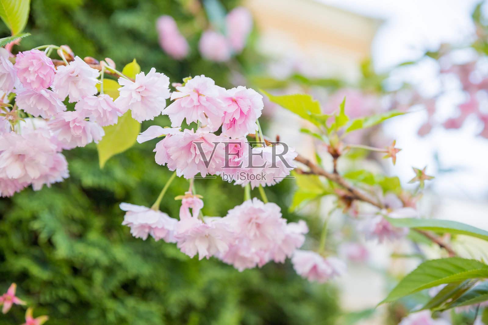 粉色樱花在阳光明媚的背景下。美丽的春季自然背景，盛开的樱花枝条。日本樱花盛开的季节。照片摄影图片