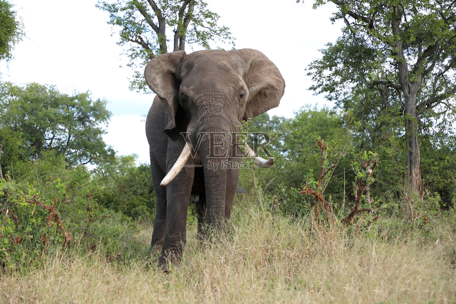 非洲象 / 非洲象 / 非洲象 (Loxodonta africana)照片摄影图片