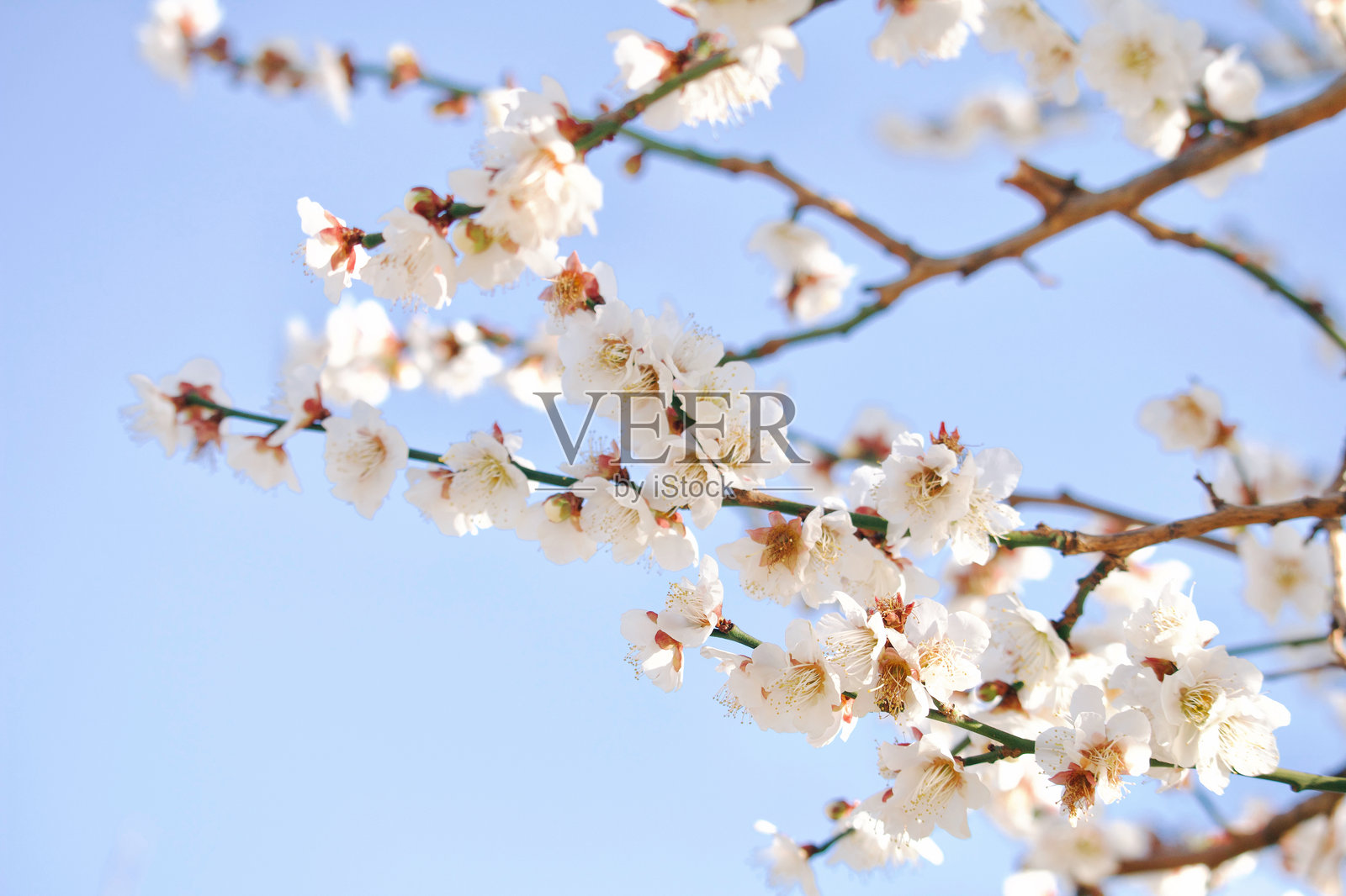 低角度视图的樱花与天空相映照片摄影图片