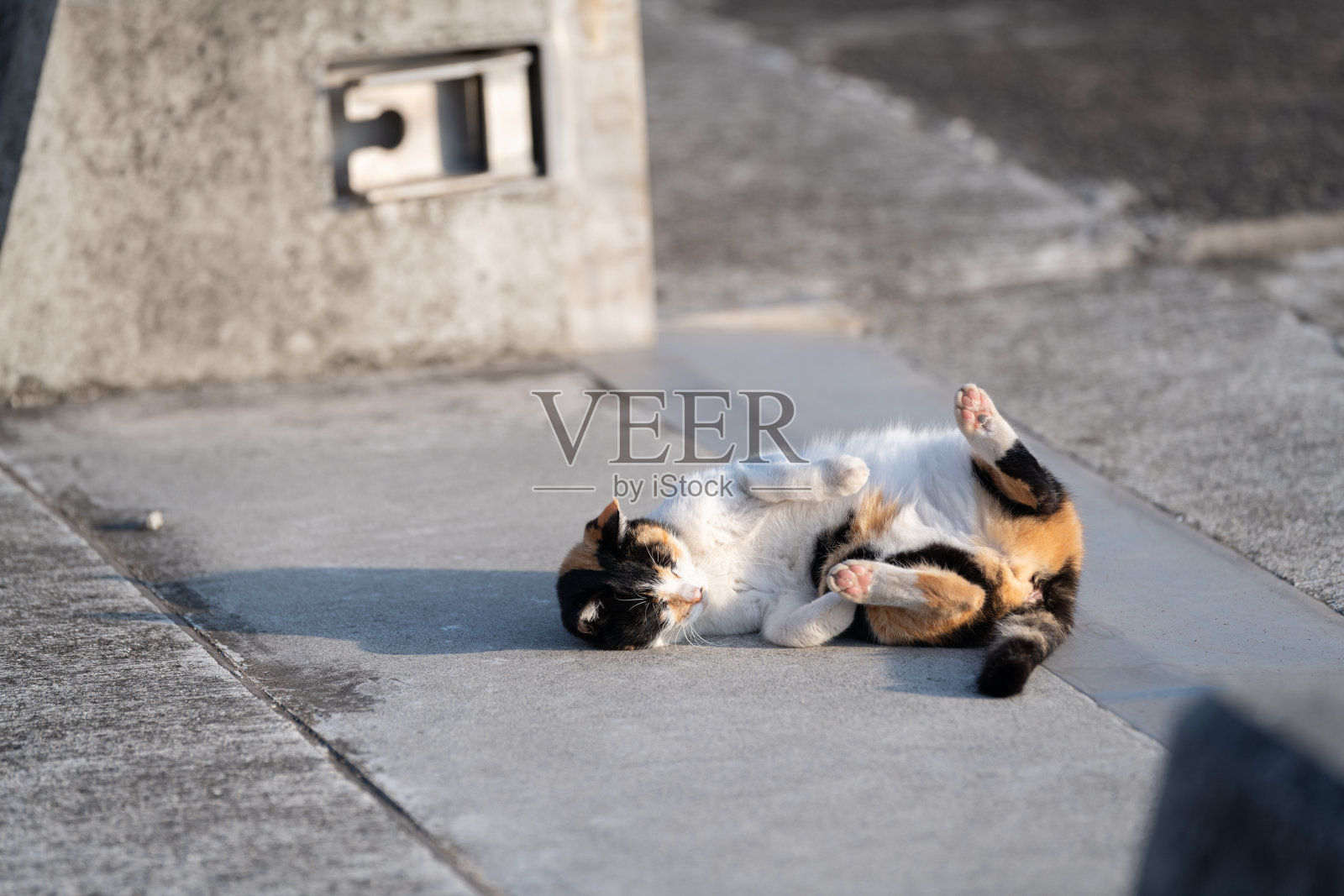 一只猫躺着炫耀自己照片摄影图片