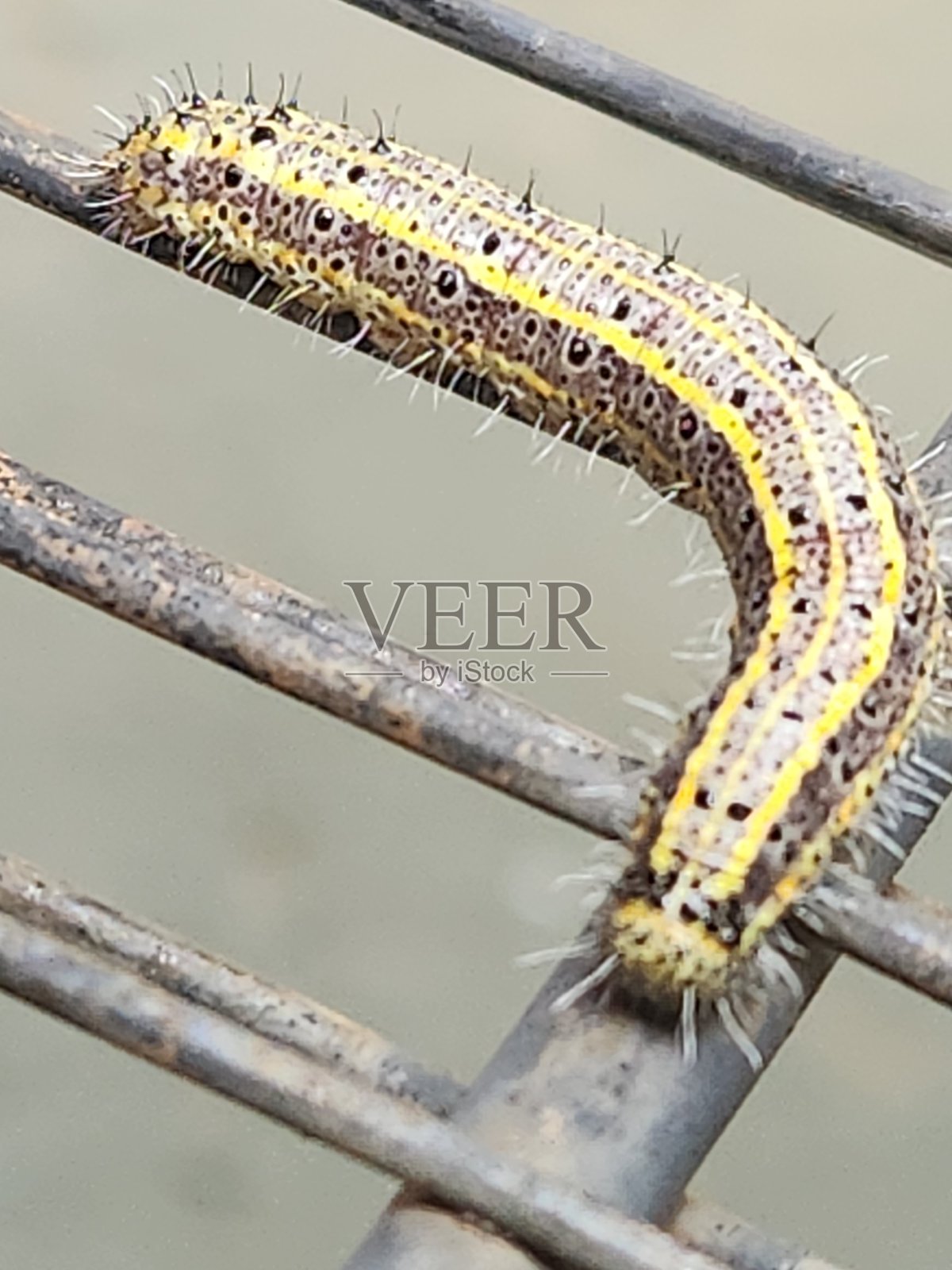 它的动作经过精确计算，即使在像铁格栅这样的人工环境中，毛虫也会调整自己，遵循自然的生存本能。照片摄影图片