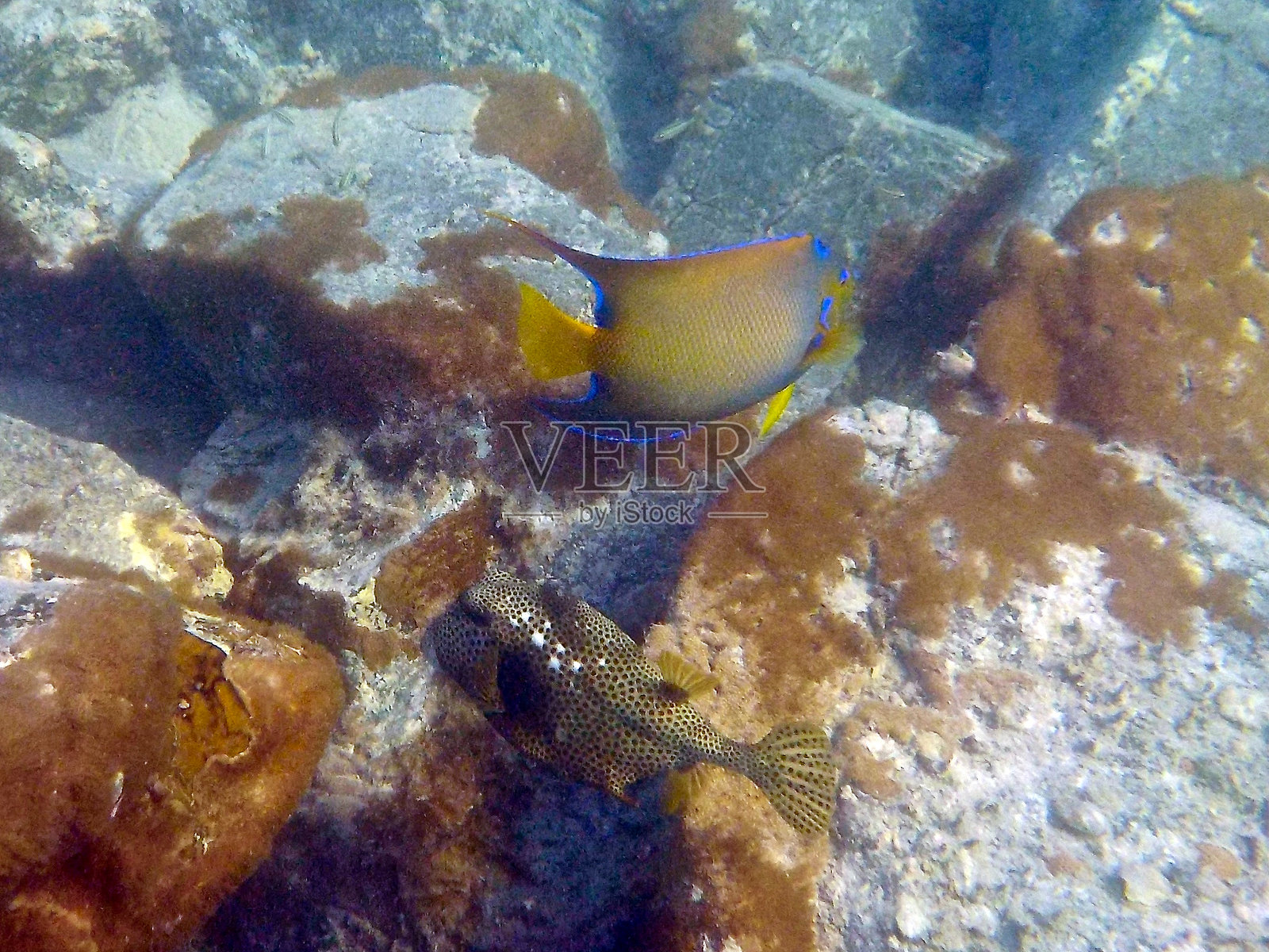 天使鱼和河豚在清澈的加勒比海水中游泳照片摄影图片