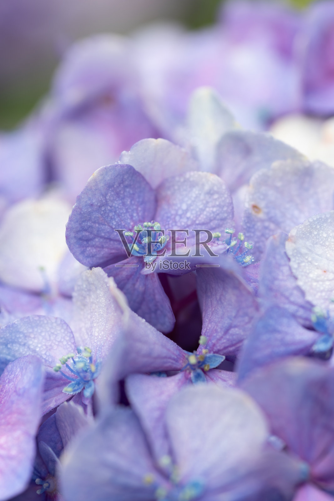 用微距镜头拍摄雨水湿润的绣球花照片摄影图片