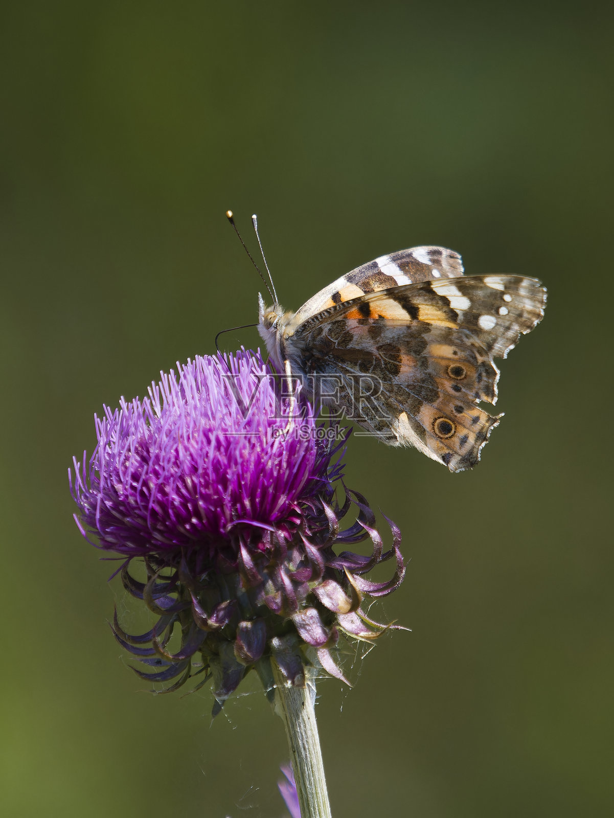 凡妮莎·卡杜伊（蝴蝶）照片摄影图片