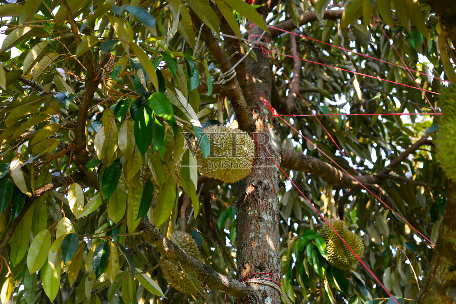 榴莲树上的榴莲，泰国榴莲果园照片摄影图片