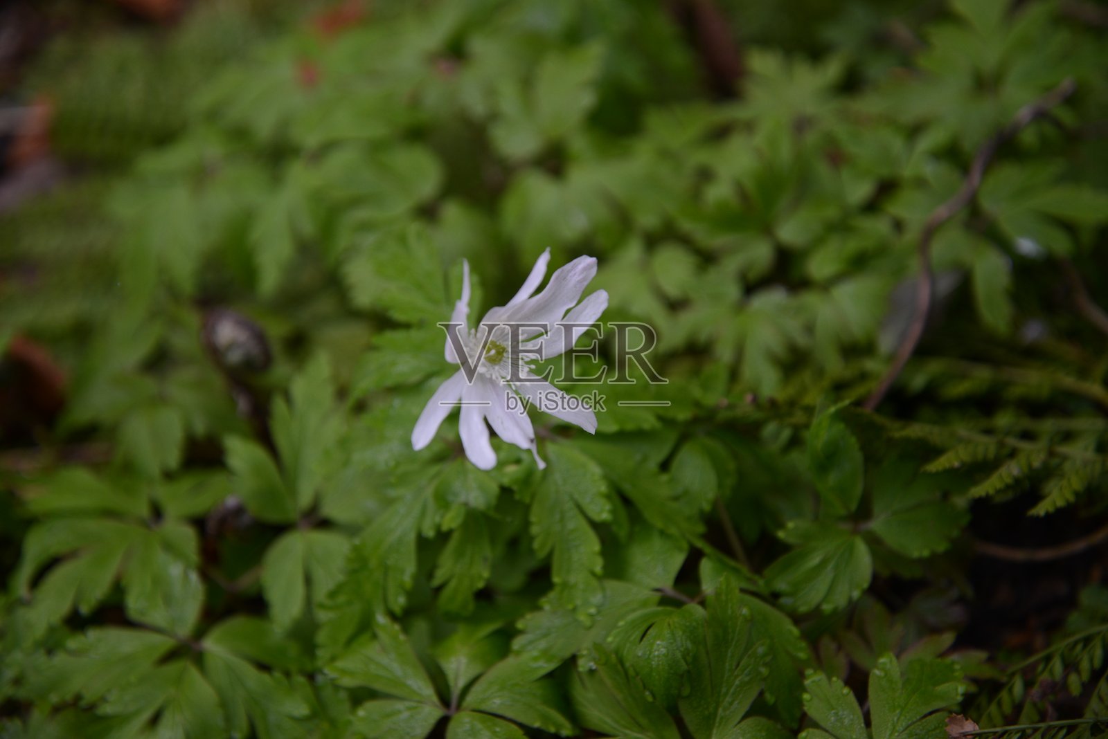 迷人的白色花朵——拉德安妮莫尼（Anemone raddeana）在早春绽放照片摄影图片