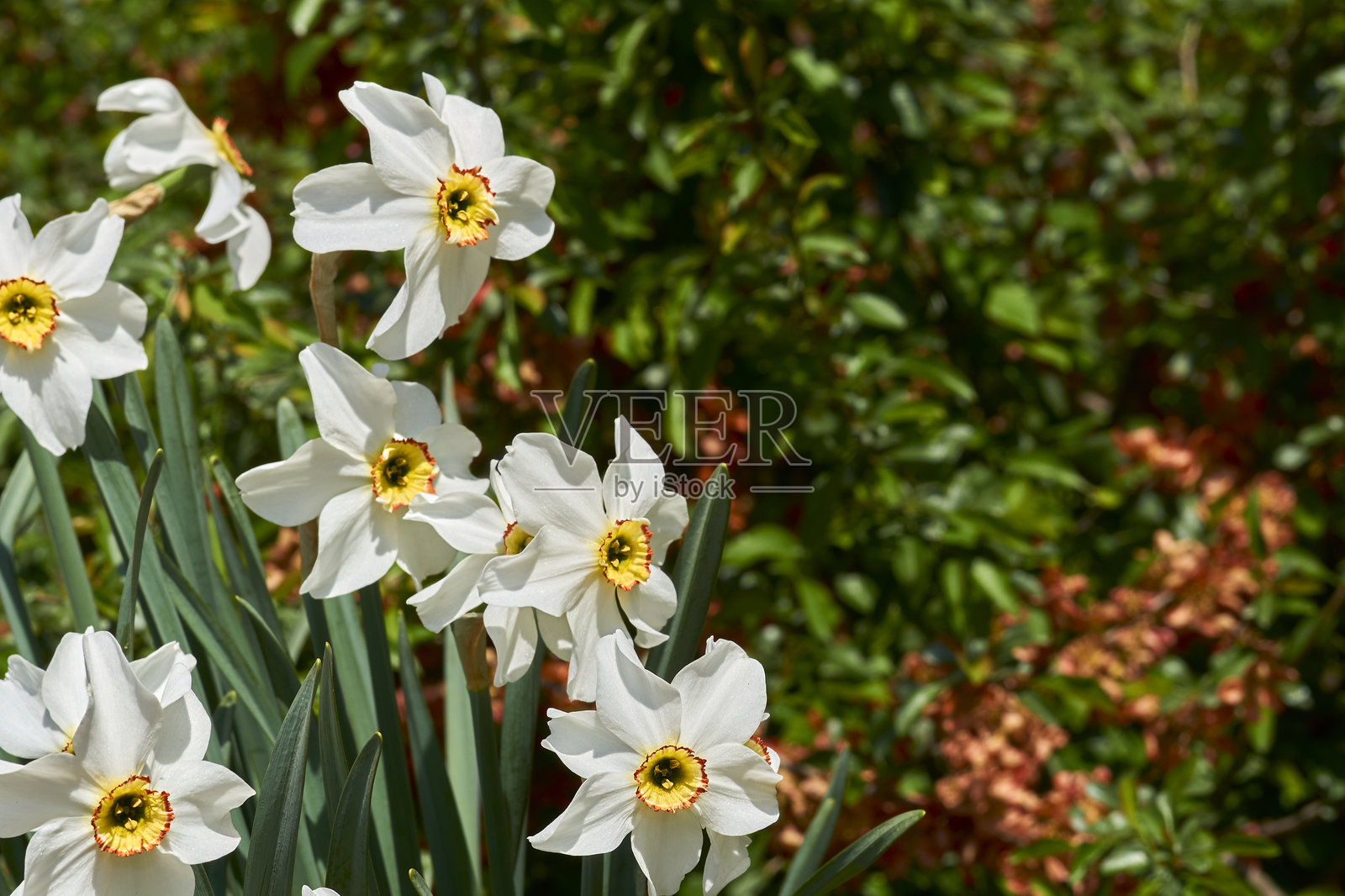 白色嫩滑的五月水仙花在绿色橙色的草坪上照片摄影图片
