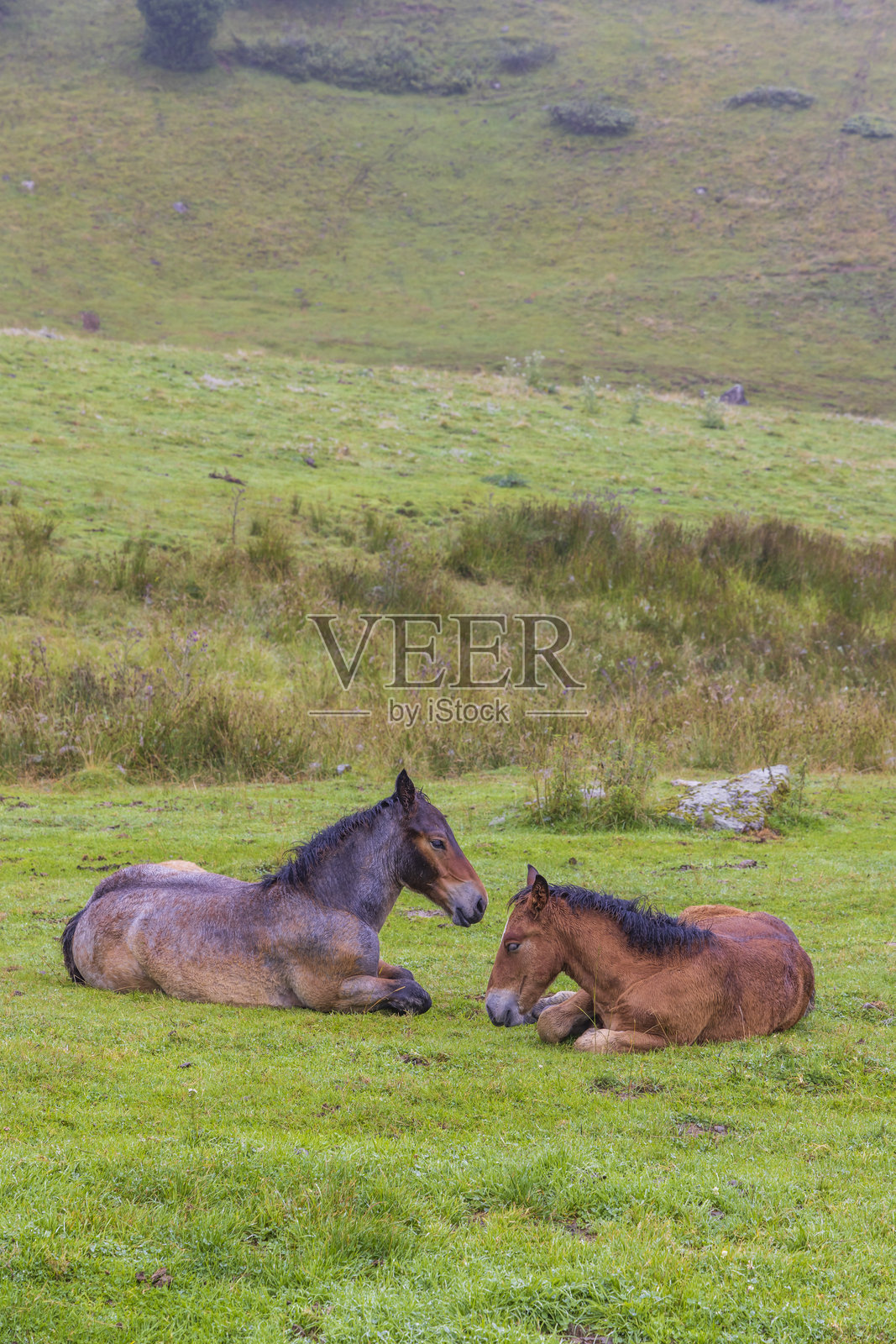 法国比利牛斯山脉的马和牛照片摄影图片