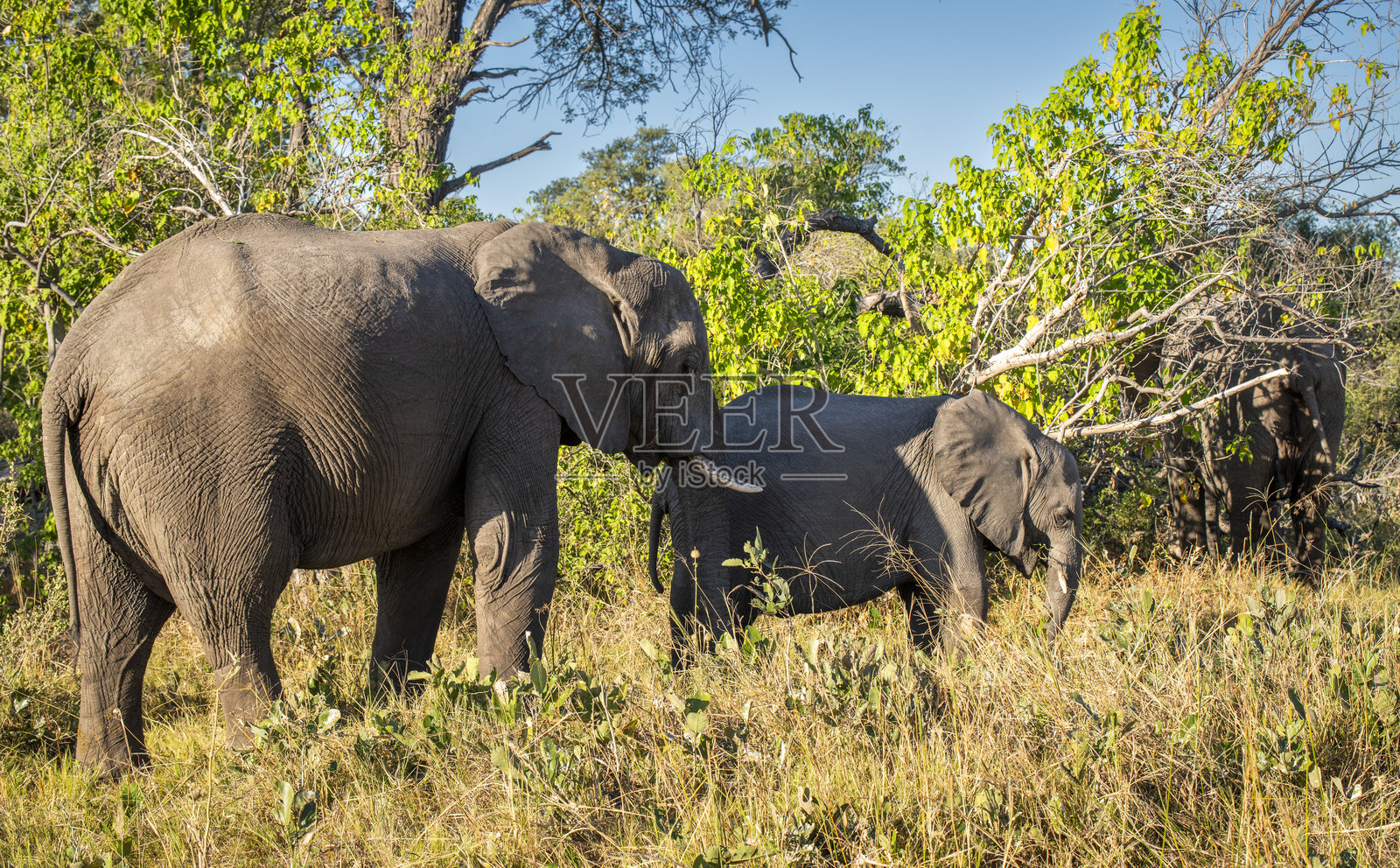 非洲丛林象，非洲象，也被称为非洲大草原象。照片摄影图片
