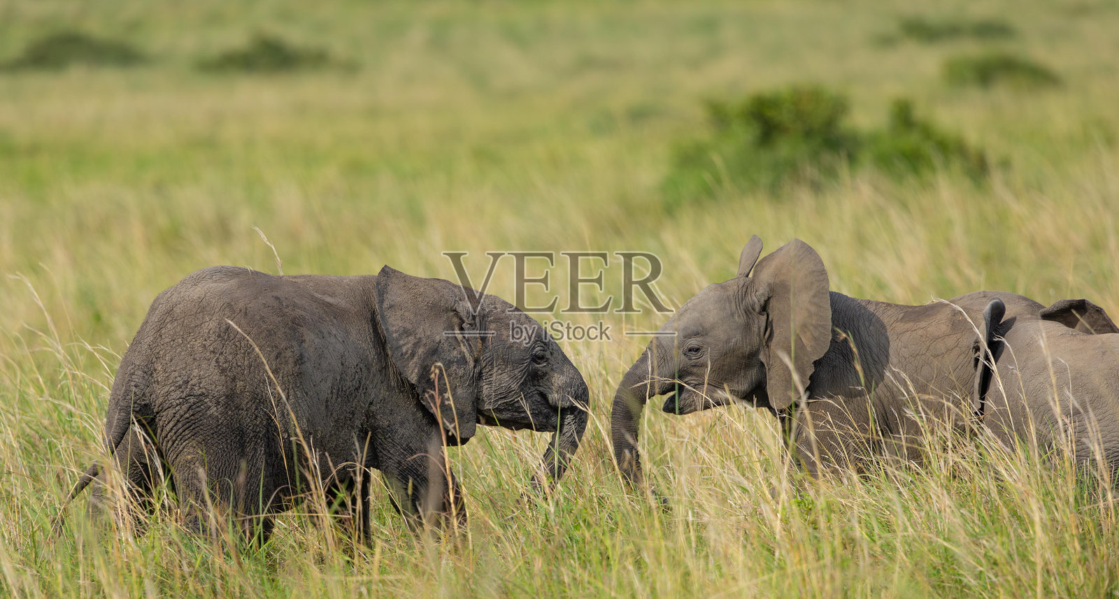 非洲灌木或大草原象照片摄影图片