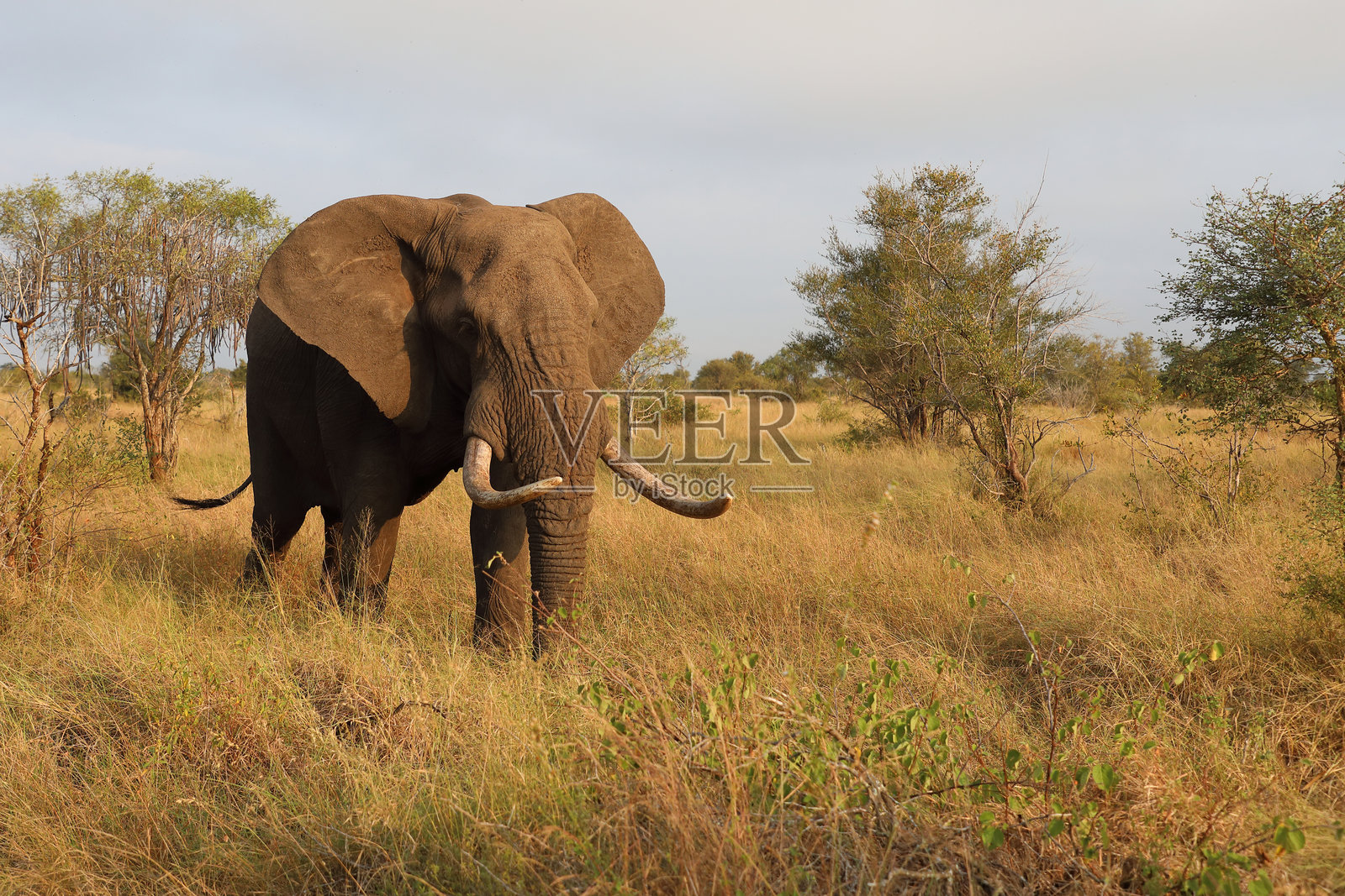 非洲象 / 非洲象 / 非洲象照片摄影图片