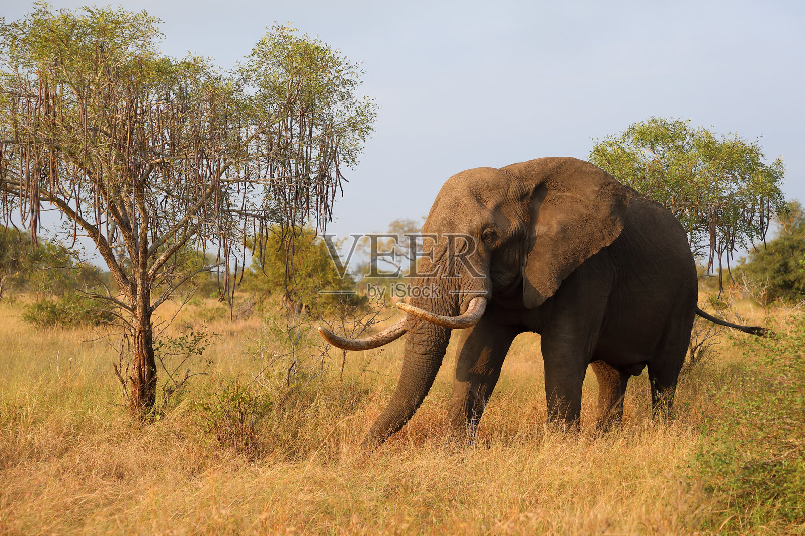 非洲象 / African elephant / Loxodonta africana照片摄影图片
