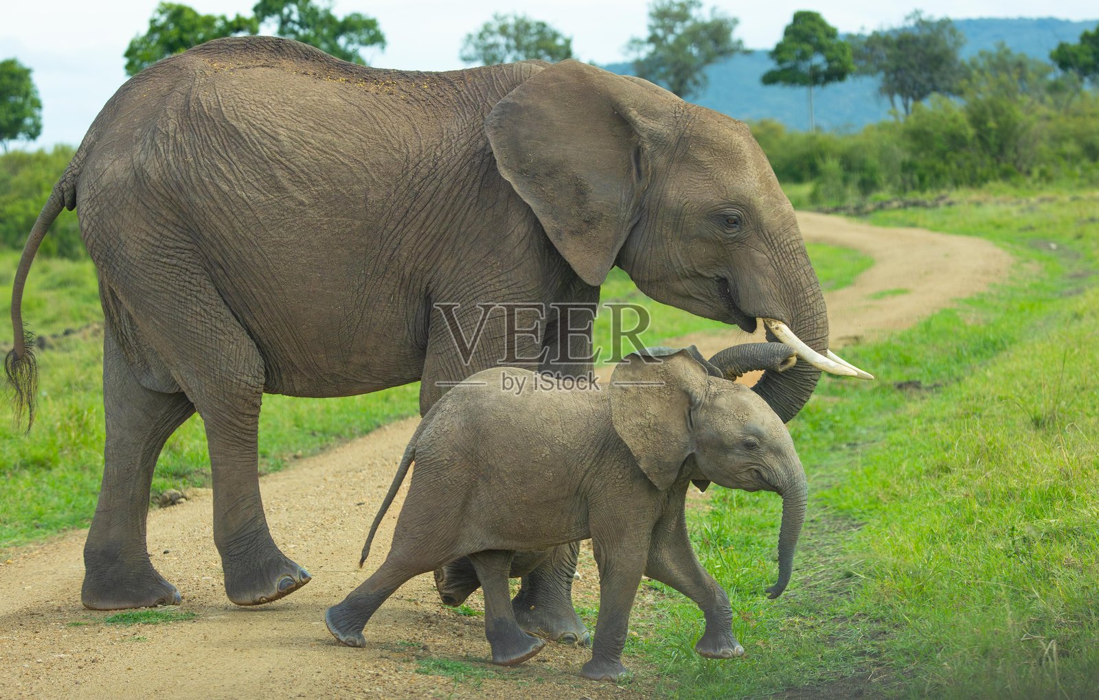 非洲灌木或大草原象照片摄影图片
