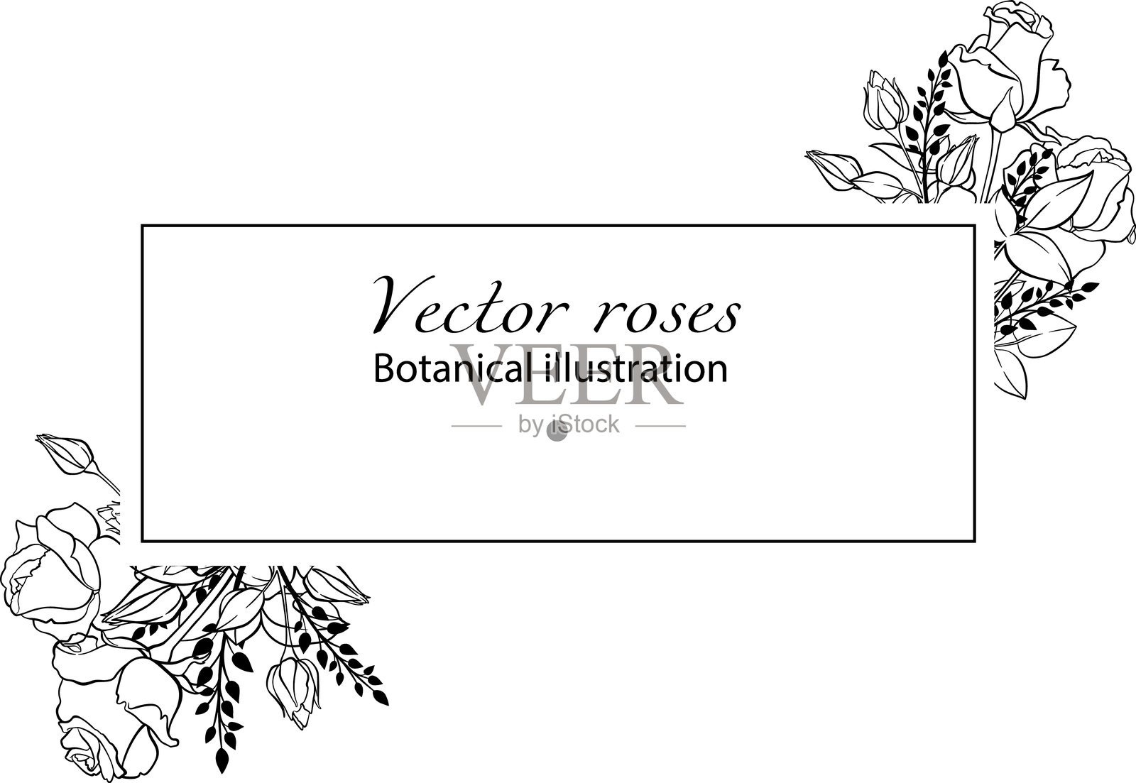 透明背景上的优雅玫瑰矢量框架。插画图片素材