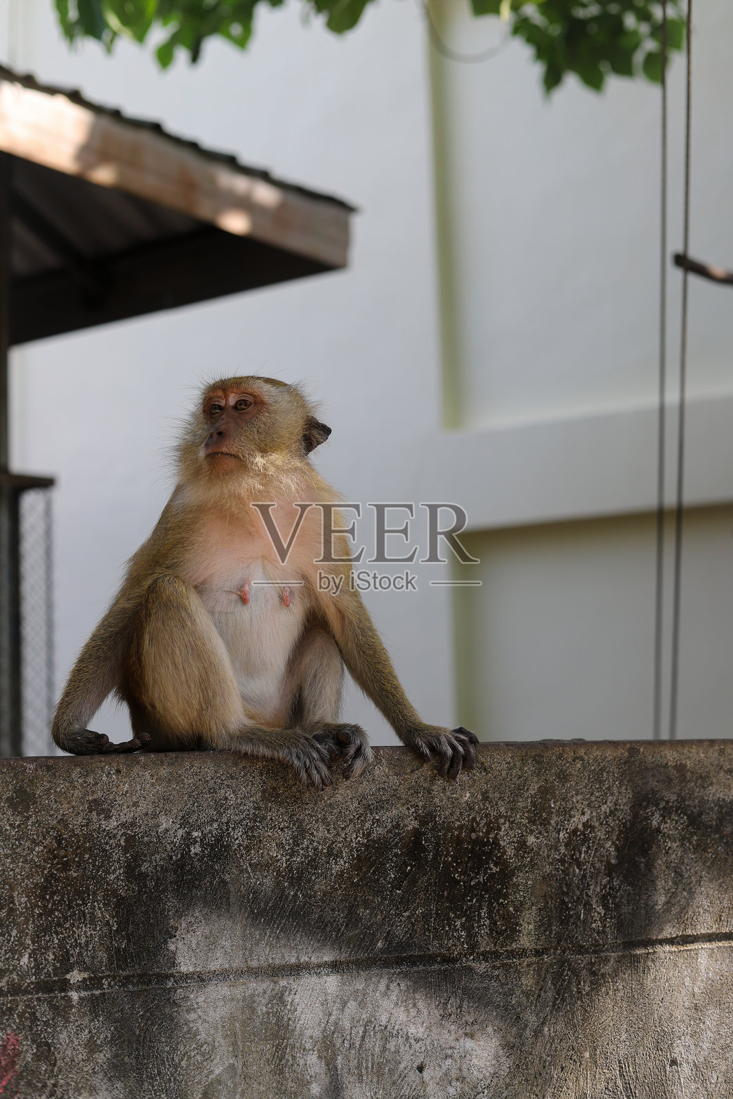 自然中的猕猴照片摄影图片