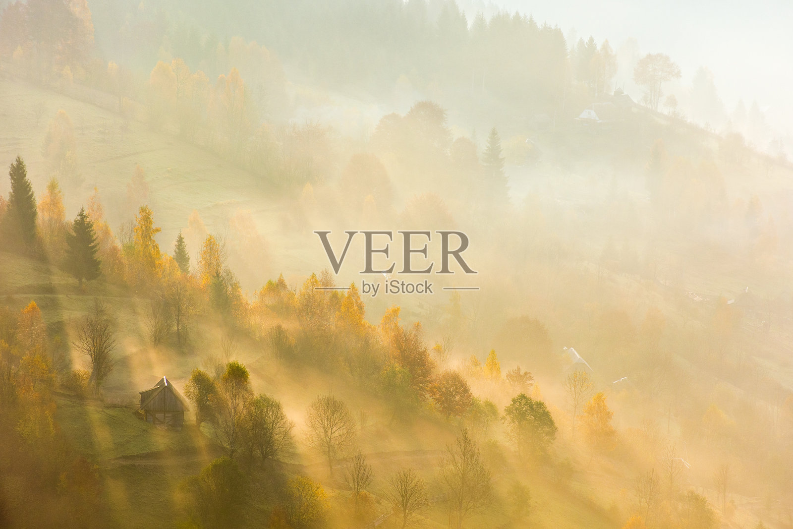 日出时雾中的山坡森林照片摄影图片