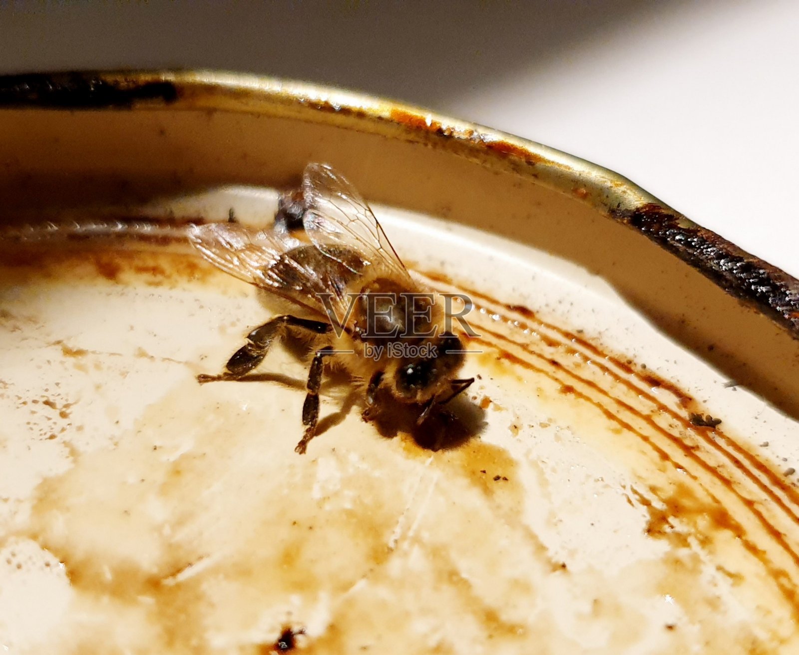 一只对生态系统至关重要的蜜蜂在冬末从罐子盖上的天然蜂蜜中取食。照片摄影图片