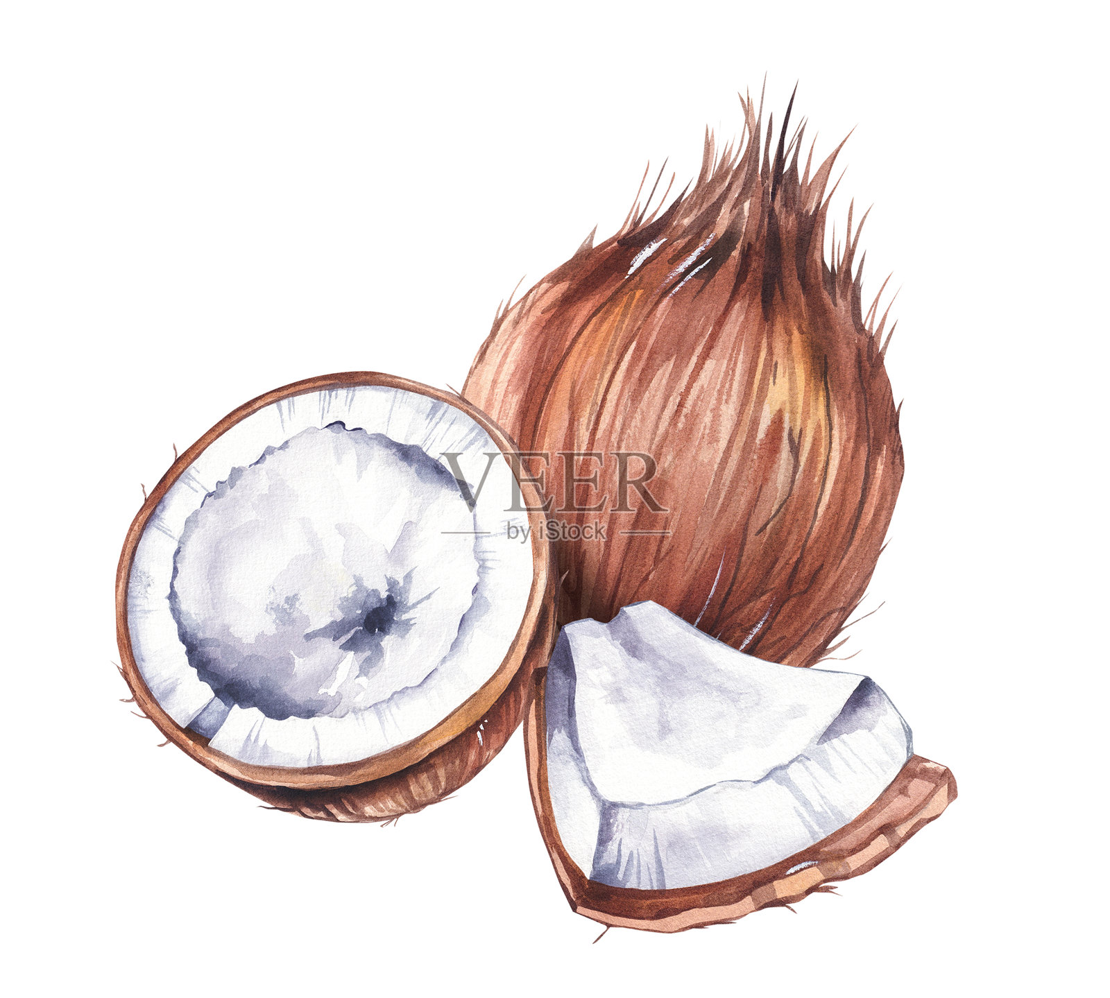 水彩手绘椰子坚果插画图片素材