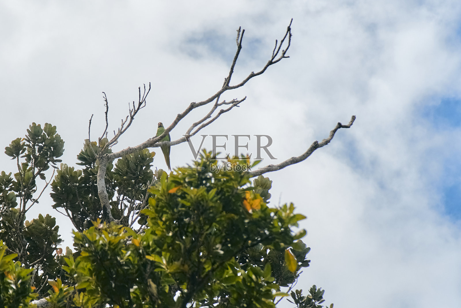 回声鹦鹉是一种稀有的毛里求斯特有鹦鹉，仅在黑河峡谷国家公园发现。照片摄影图片