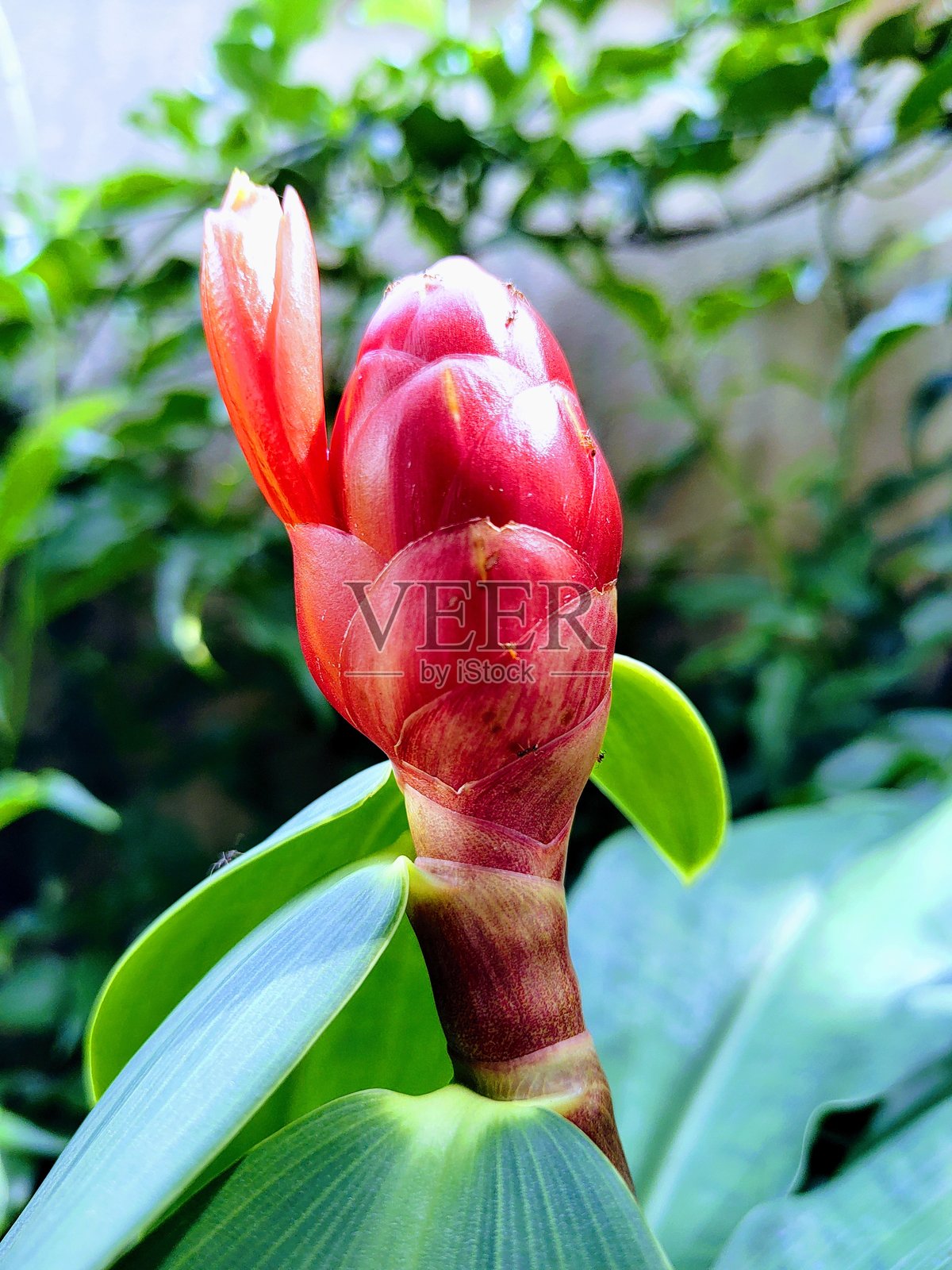 绽放照片摄影图片