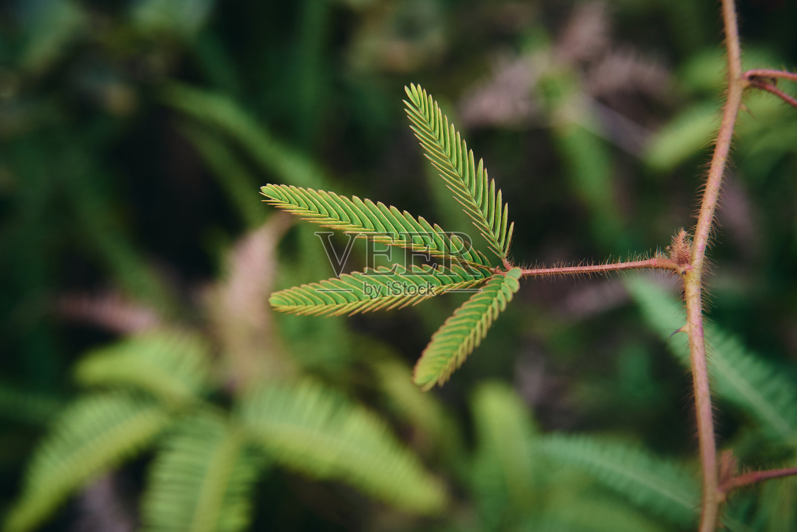 含羞草（Mimosa pudica L.）是一种以其独特的触碰时叶子会折叠的能力而闻名的植物。照片摄影图片