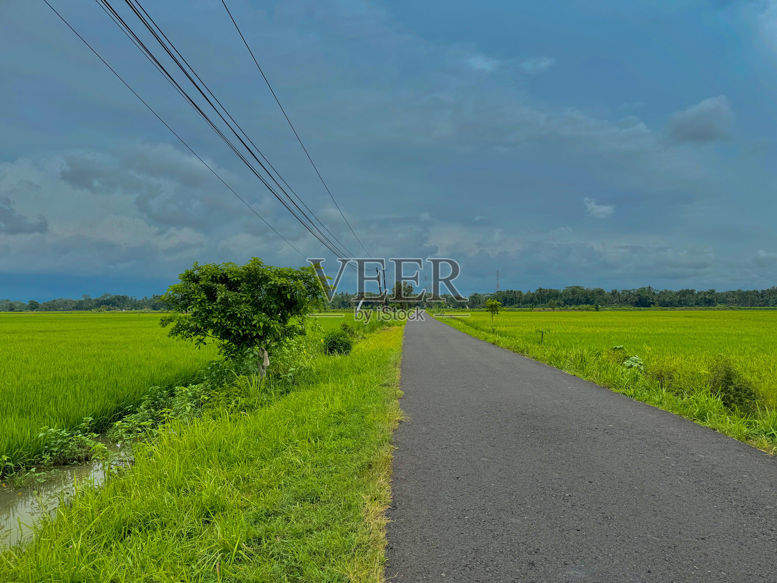 郊区道路穿过郁郁葱葱的稻田照片摄影图片