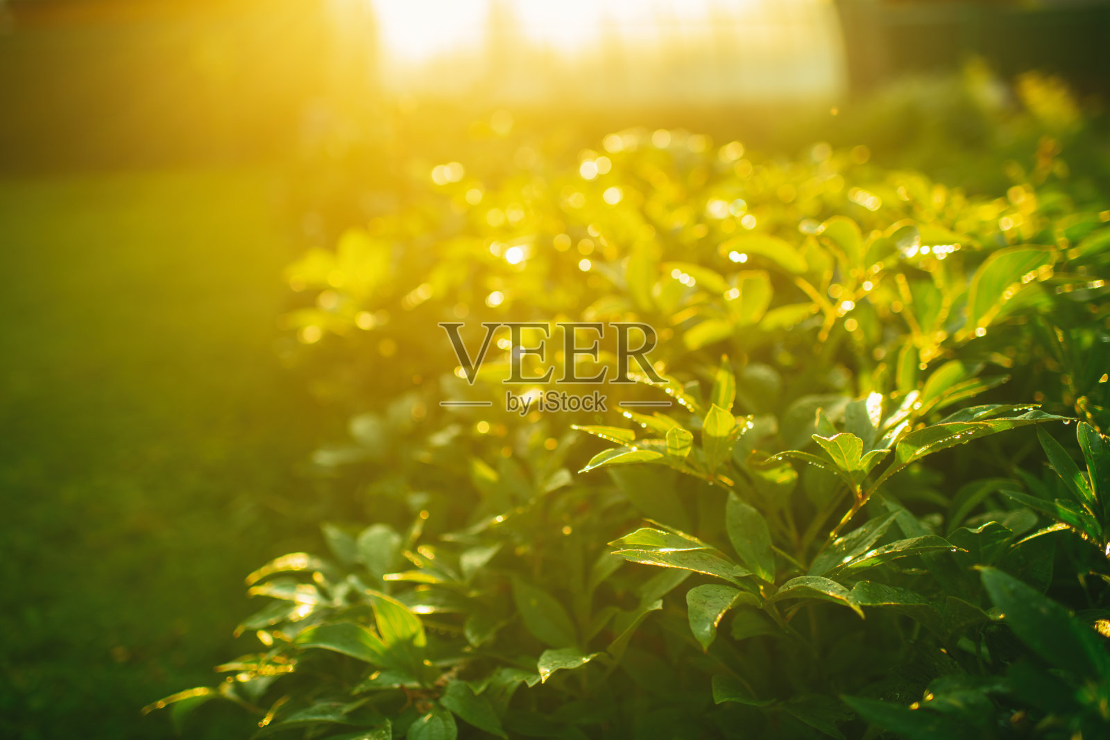 夏季日落时的花园和温室照片摄影图片