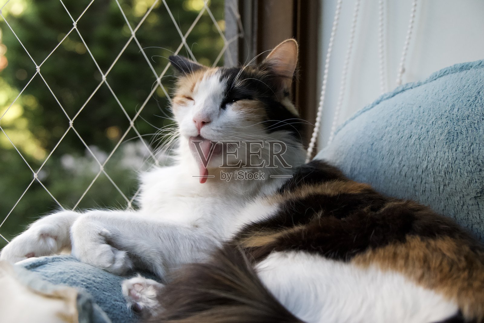 一只名叫奥利维亚的猫照片摄影图片