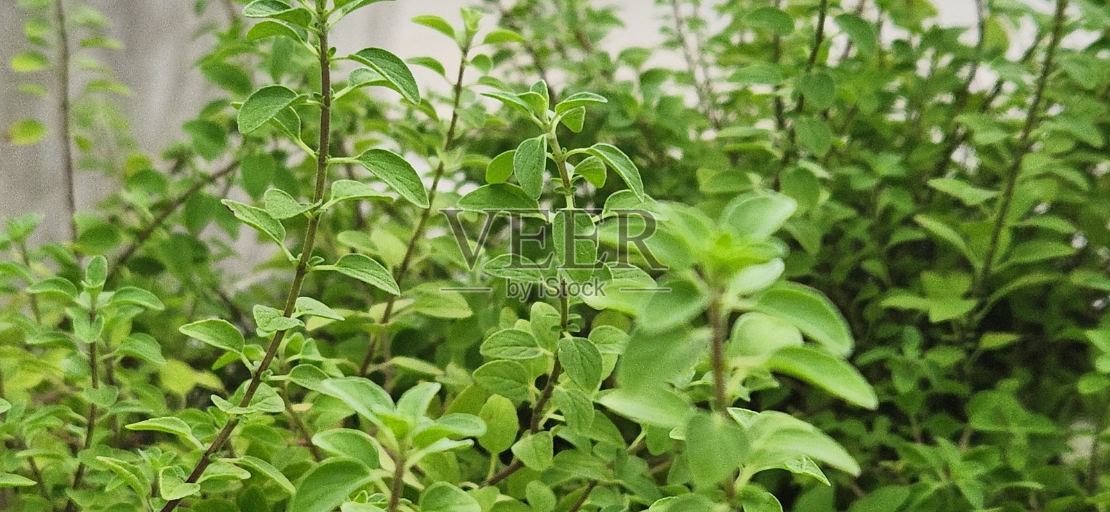 牛至的分枝使植物能够高效扩展，确保产生更多的叶子。分枝越多，植物的再生能力就越强，这对持续收获至关重要。照片摄影图片