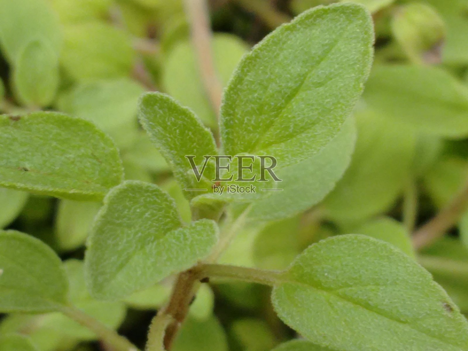 牛至是一种多年生植物，生长茂盛并通过匍匐茎扩散。它的小紫色花朵吸引蜜蜂等授粉者，在当地生物多样性中发挥着重要作用。照片摄影图片