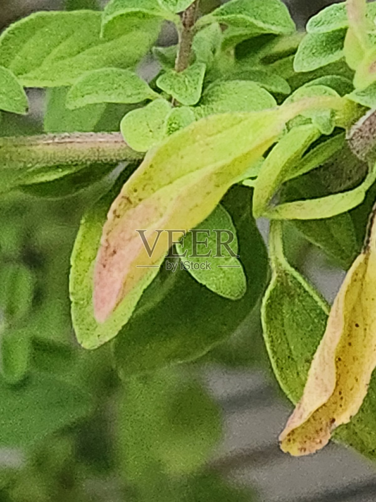 牛至叶在衰老过程中逐渐失去深绿色，变为黄色或棕色。这一自然过程发生在植物将养分重新分配到新的生长叶片和茎部时。照片摄影图片