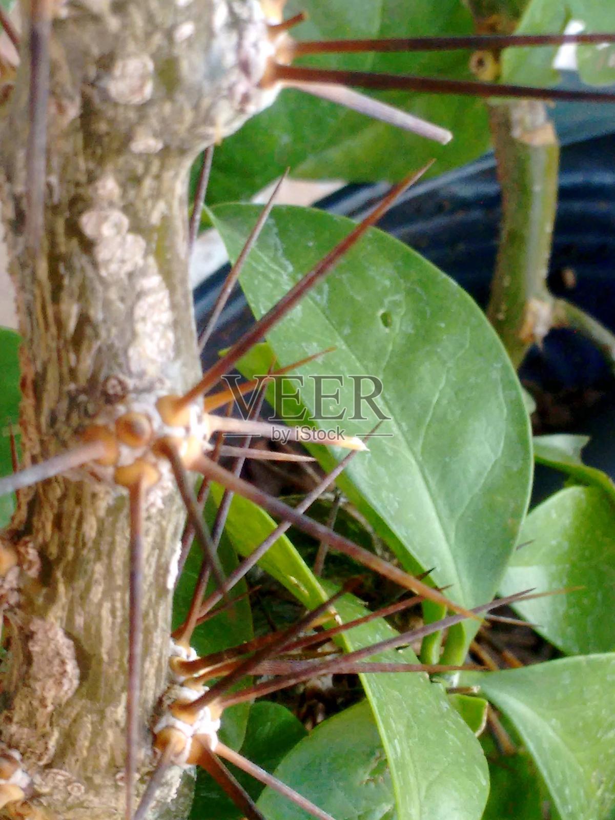 位于茎部的刺状物确保了Pereskia aculeata能够抵御可能食用其叶子和茎的动物。这种适应性在干燥环境中对生存至关重要。照片摄影图片