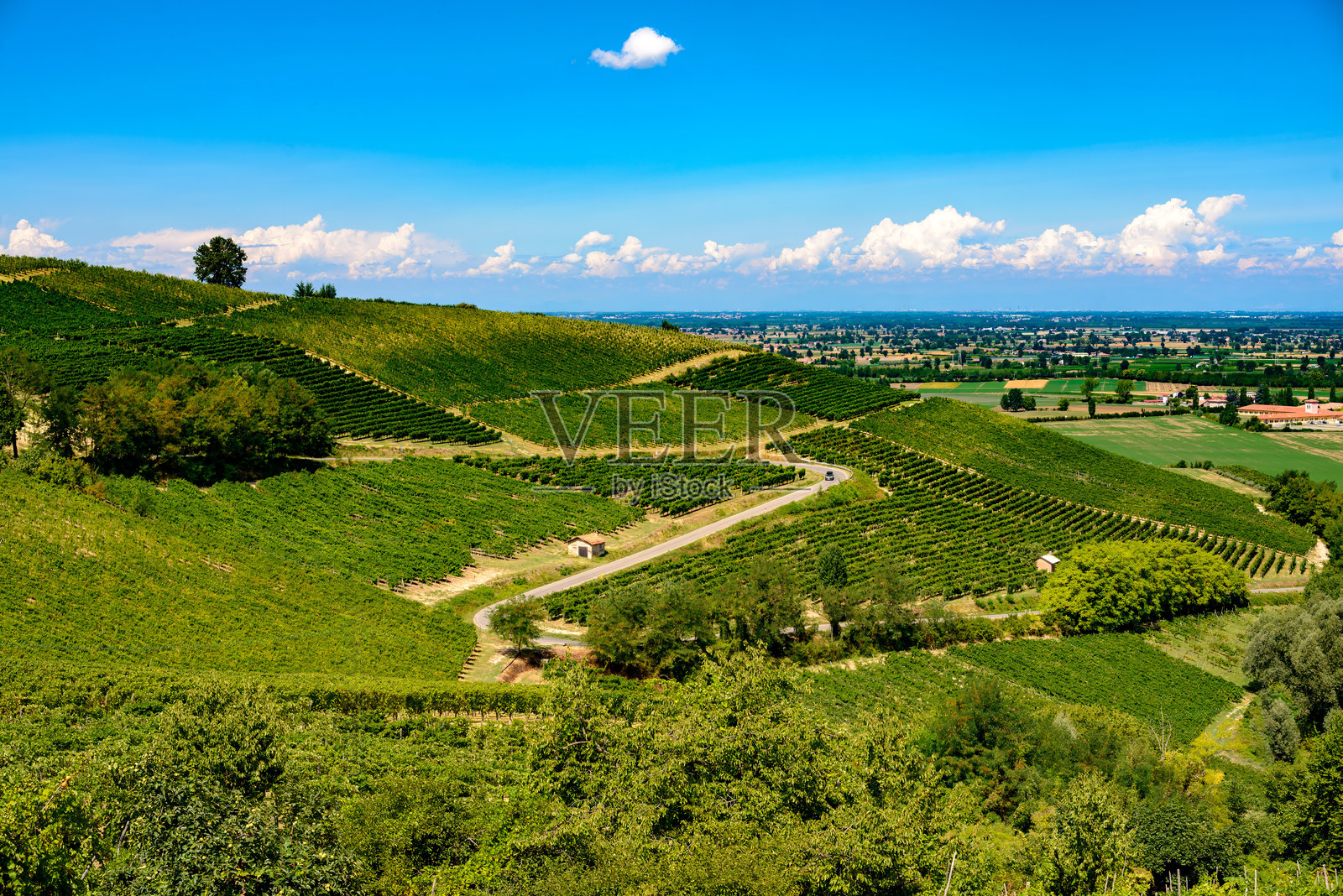 夏季的奥尔特雷波·帕韦塞葡萄园照片摄影图片