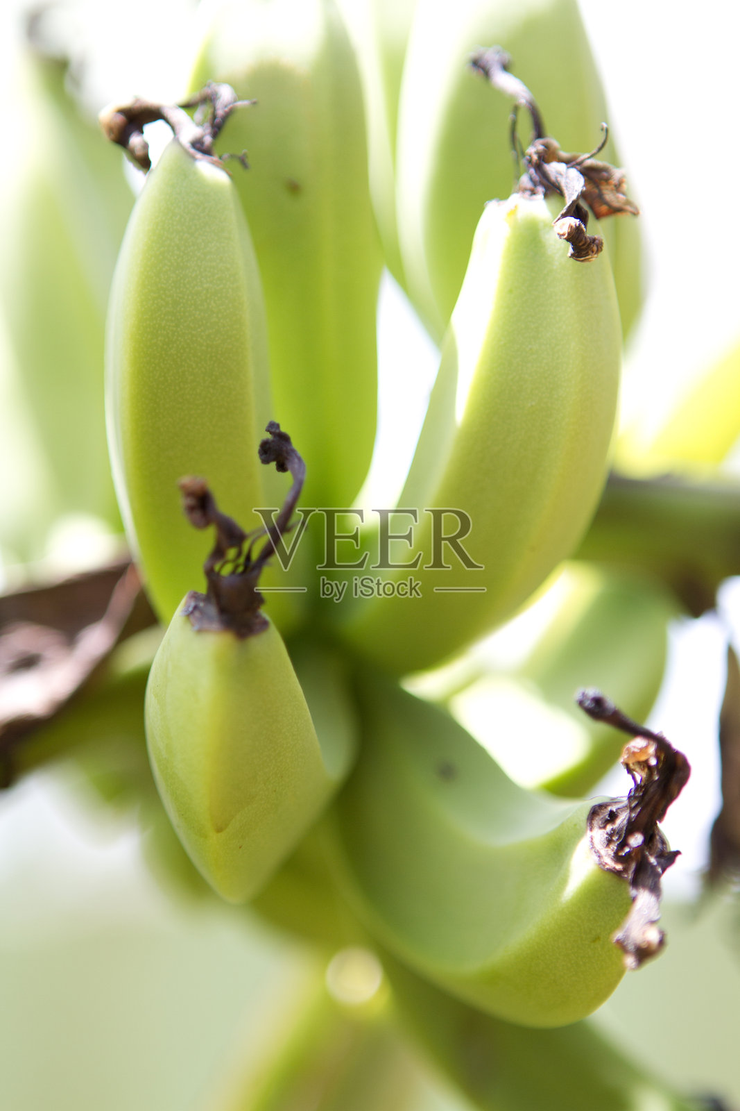 带有一串香蕉的黄绿色香蕉树枝照片摄影图片