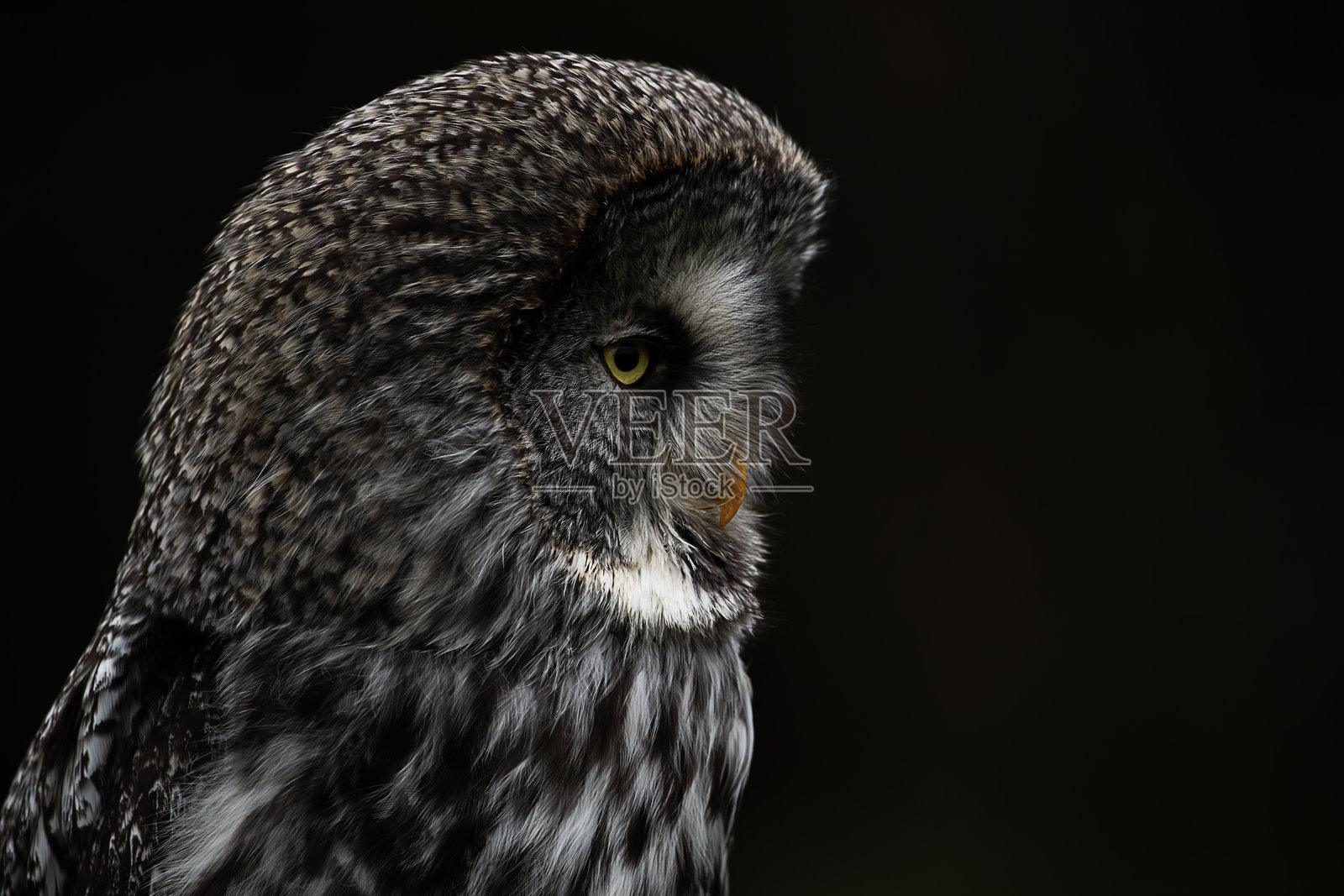 训练有素的大灰 owl，斯特里克斯·内布洛萨照片摄影图片