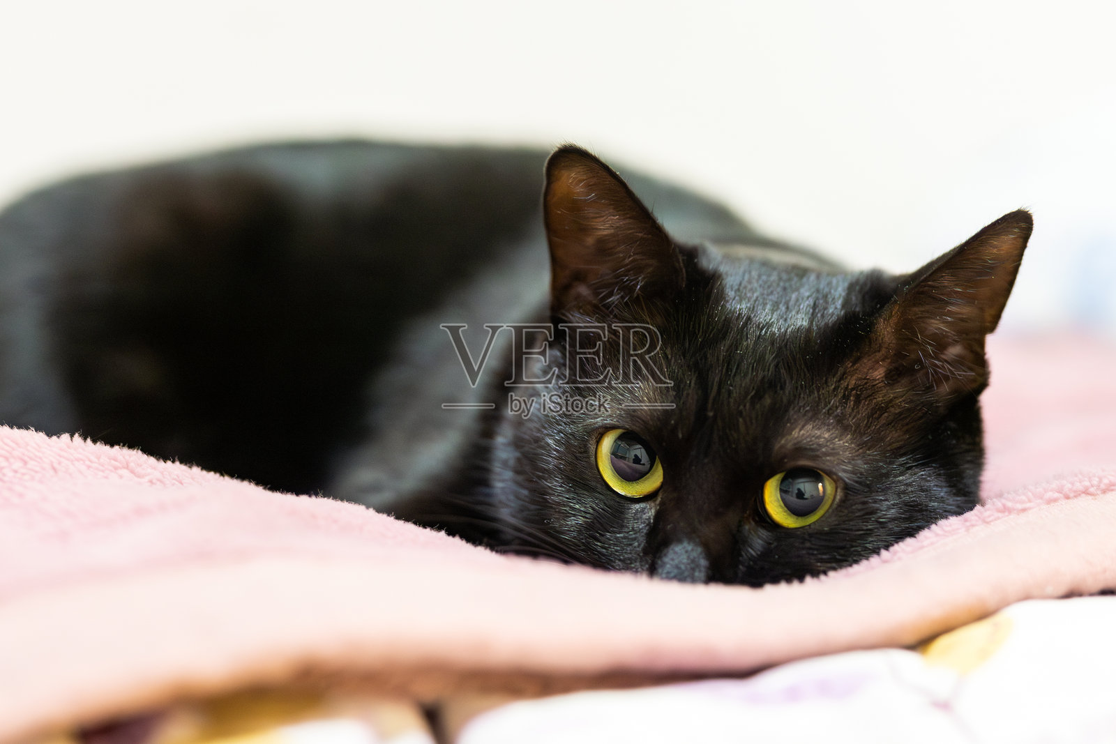 黑猫照片摄影图片