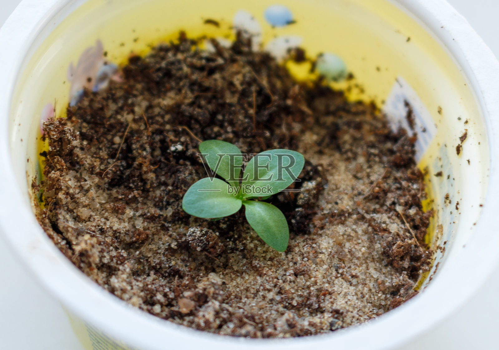 小型的优雅花卉幼苗特写在花盆中照片摄影图片