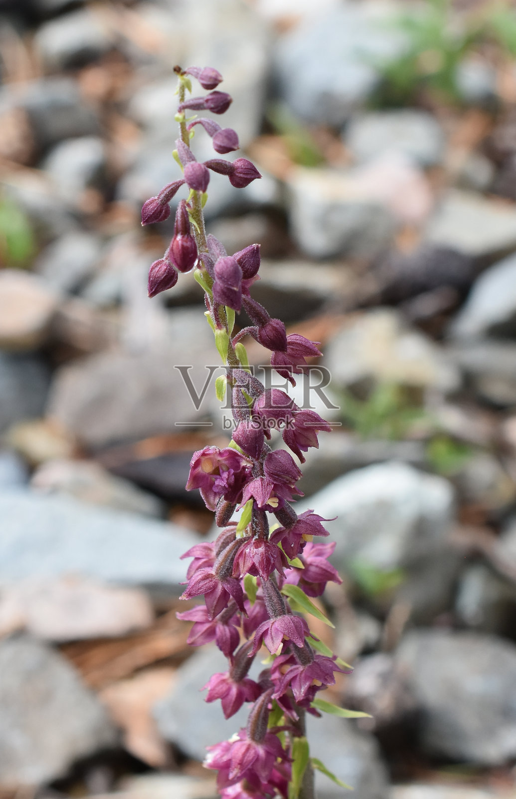 黑红唇兰照片摄影图片