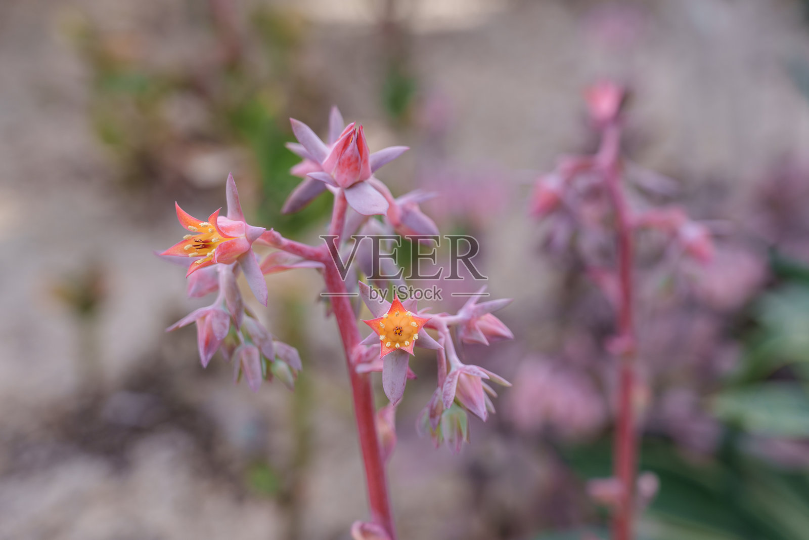 可爱的紫色伽蓝菜花蕾特写照片正在生长照片摄影图片