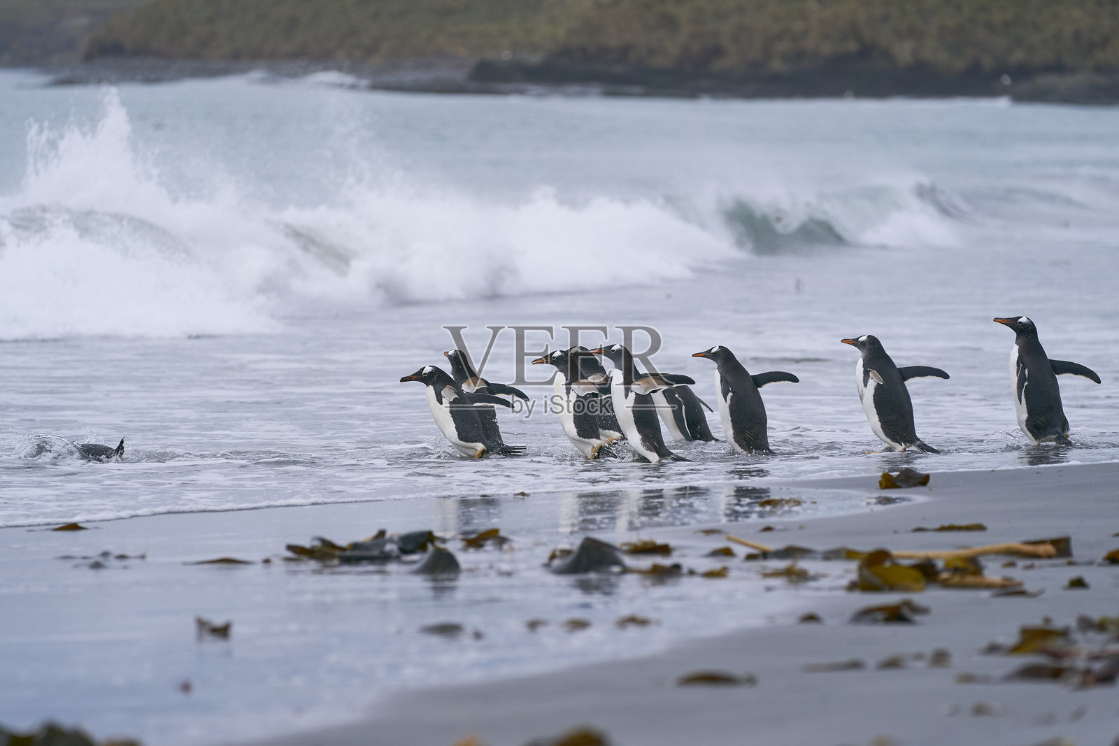 信天翁企鹅从海里来和去照片摄影图片