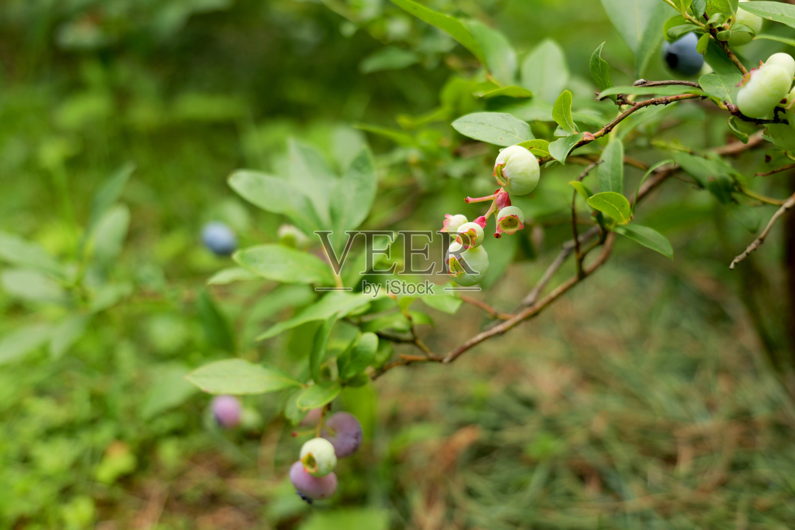 成熟和未成熟的蓝莓在枝条上，代表健康饮食和天然超级食品。新鲜的自家种植浆果富含抗氧化剂，非常适合营养饮食和有机生活方式。照片摄影图片