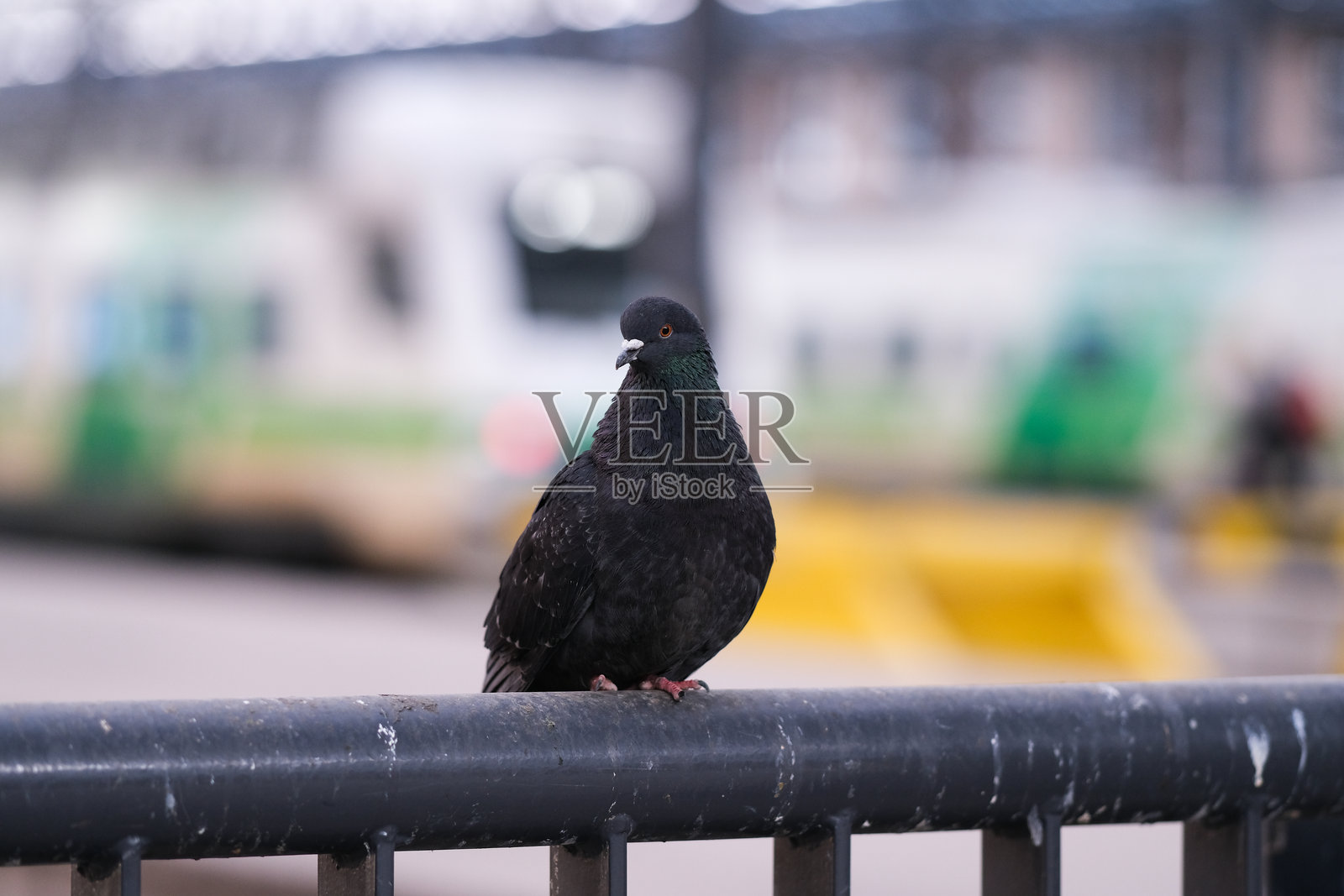 栅栏上的鸽子照片摄影图片